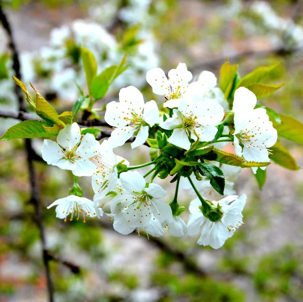Cherry tree flowers. Nice flower in early spring. The first flowers appear in spring season