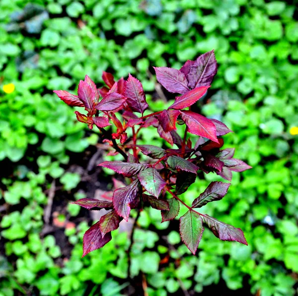 早春にいい花を咲かせます 最初の花は春に現れます — ストック写真