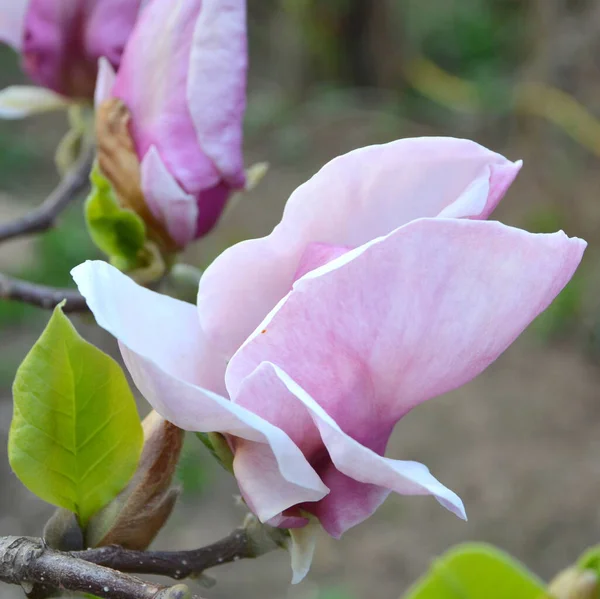 Magnolia Fina Blommor Trädgården Midsommar Solig Dag Grönt Landskap — Stockfoto