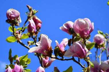 Manolya. Yazın ortasında, güneşli bir günde bahçede güzel çiçekler. Yeşil manzara