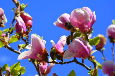 Manolya. Yazın ortasında, güneşli bir günde bahçede güzel çiçekler. Yeşil manzara