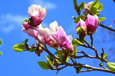 Manolya. Yazın ortasında, güneşli bir günde bahçede güzel çiçekler. Yeşil manzara