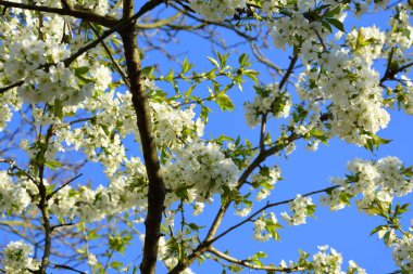 Kiraz ağacı çiçekleri. Baharın başında güzel bir çiçek. İlk çiçekler bahar mevsiminde ortaya çıkar.