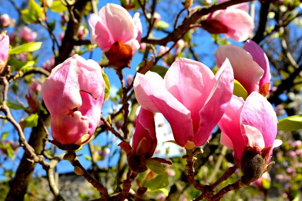 Magnolia Nice Flowers Garden Midsummer Sunny Day Green Landscape — Stock Photo, Image