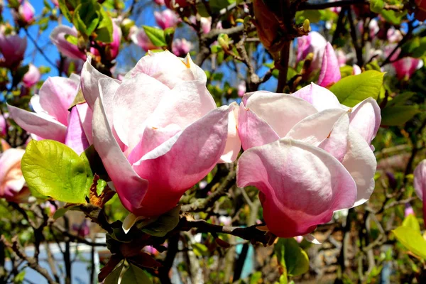 Magnolia Nice Flowers Garden Midsummer Sunny Day Green Landscape — Stock Photo, Image