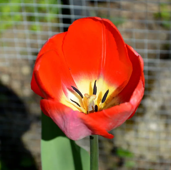 Jolie Fleur Début Printemps Les Premières Fleurs Apparaissent Printemps — Photo