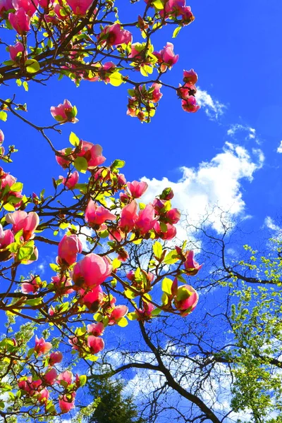 Magnolia. Nice flowers in the garden in midsummer, in a sunny day. Green landscape