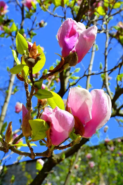 Magnolia Nice Flowers Garden Midsummer Sunny Day Green Landscape — Stock Photo, Image