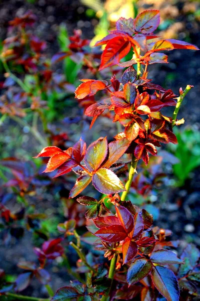 Schöne Blume Zeitigen Frühling Die Ersten Blüten Erscheinen Frühling — Stockfoto