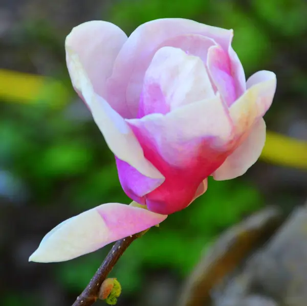 Magnolia Mooie Bloemen Tuin Midden Zomer Een Zonnige Dag Groen — Stockfoto