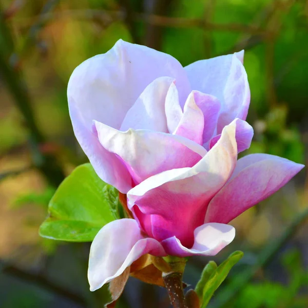 Magnolia Nice Flowers Garden Midsummer Sunny Day Green Landscape — Stock Photo, Image