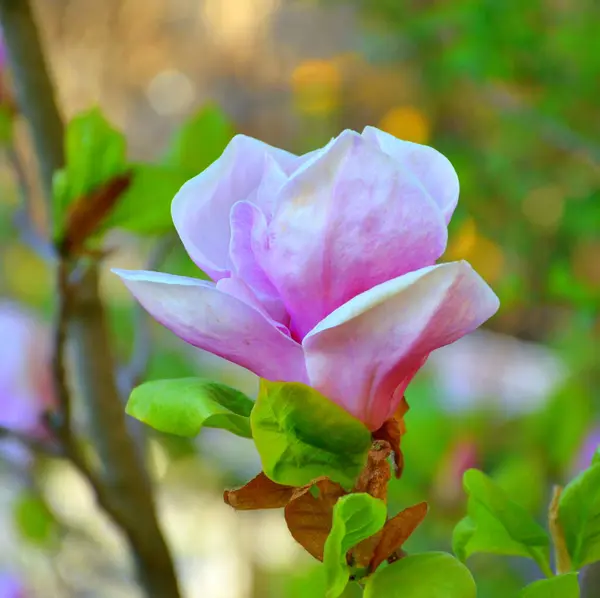 Magnolia Mooie Bloemen Tuin Midden Zomer Een Zonnige Dag Groen — Stockfoto