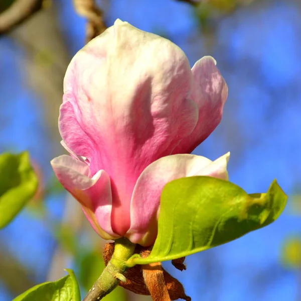 Magnolia Ładne Kwiaty Ogrodzie Środku Lata Słoneczny Dzień Krajobraz Zielony — Zdjęcie stockowe