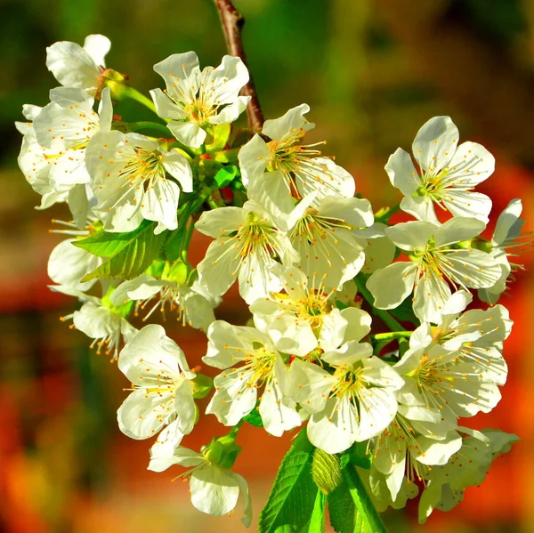 Kersenboom Bloemen Mooie Bloem Het Vroege Voorjaar Eerste Bloemen Verschijnen — Stockfoto