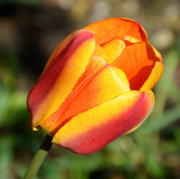 Bela Flor Início Primavera Primeiras Flores Aparecem Estação Primavera — Fotografia de Stock