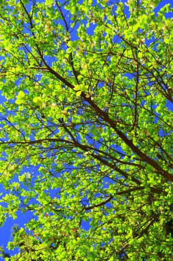 Baharın başında güzel bir çiçek. İlk çiçekler bahar mevsiminde ortaya çıkar.