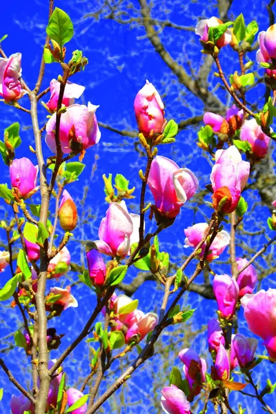 매그놀리 정원에 아름다운 꽃들이 있습니다 — 스톡 사진
