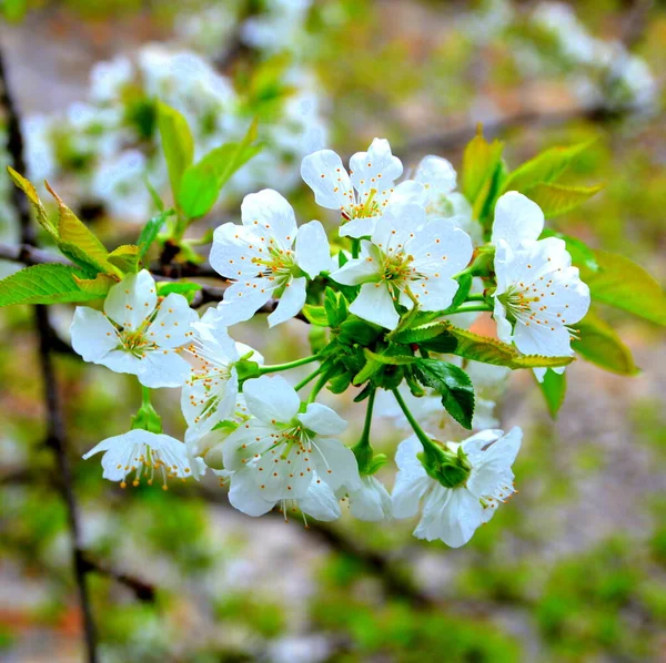 Körsbärsträd Blommor Fin Blomma Tidigt Våren Första Blommorna Kommer Vårsäsongen — Stockfoto