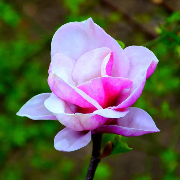 Magnolia Mooie Bloemen Tuin Midden Zomer Een Zonnige Dag Groen — Stockfoto