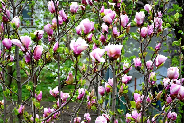 Magnolia Nice Flowers Garden Midsummer Sunny Day Green Landscape — Stock Photo, Image