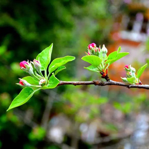 Apple trees in orchard. Nice flower in early spring. The first flowers appear in spring season