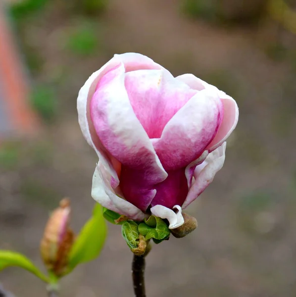 Magnolia Nice Flowers Garden Midsummer Sunny Day Green Landscape — Stock Photo, Image