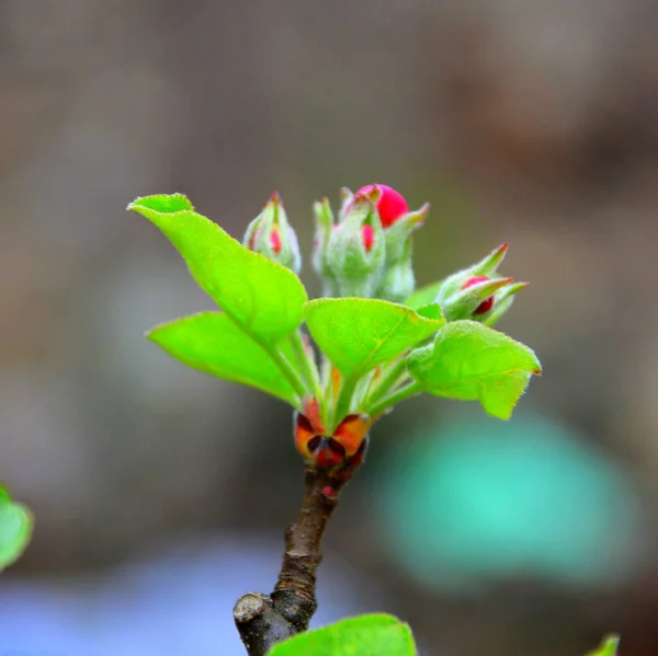 Apfelbäume Obstgarten Schöne Blume Zeitigen Frühling Die Ersten Blüten Erscheinen — Stockfoto