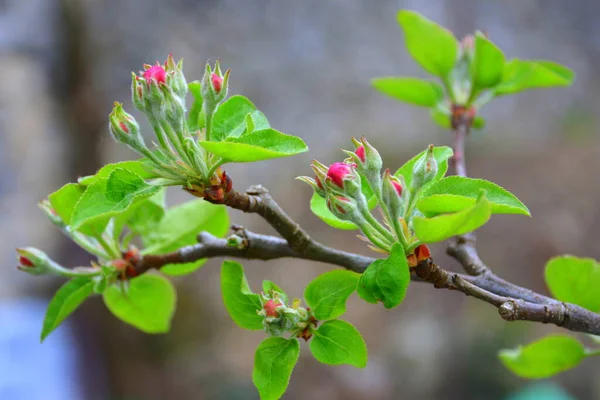 Appelbomen Boomgaard Mooie Bloem Het Vroege Voorjaar Eerste Bloemen Verschijnen — Stockfoto