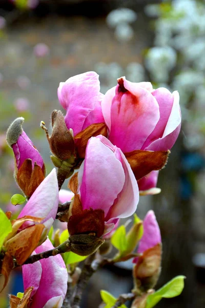 Magnolie Schöne Blumen Garten Hochsommer Einem Sonnigen Tag Grüne Landschaft — Stockfoto