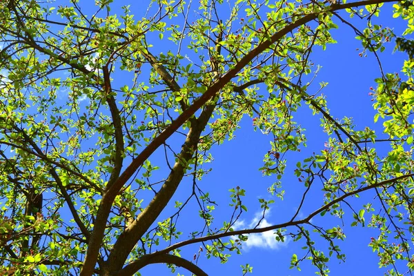 Cherry Tree Flowers Nice Flower Early Spring First Flowers Appear — Stock Photo, Image