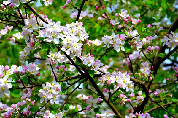 苹果树 早春盛开 第一批花出现在春季 — 图库照片