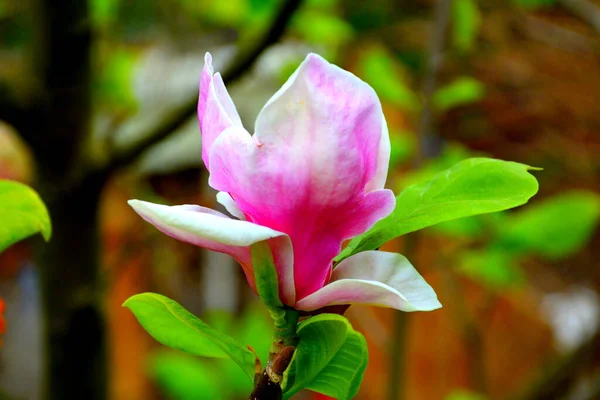 Bonita Flor Principios Primavera Las Primeras Flores Aparecen Primavera — Foto de Stock