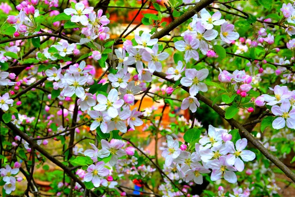 Árvore Bela Flor Início Primavera Primeiras Flores Aparecem Estação Primavera — Fotografia de Stock