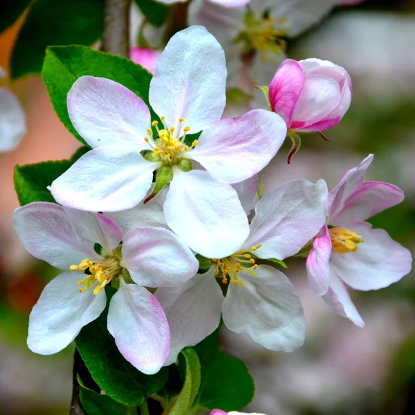 Apple Tree Nice Flower Early Spring First Flowers Appear Spring — Stock Photo, Image