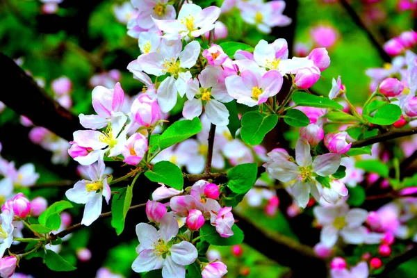 Яблоня Красивый Цветок Ранней Весной Первые Цветы Появляются Весенний Сезон — стоковое фото