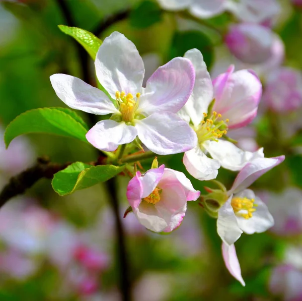 Appelboom Mooie Bloem Het Vroege Voorjaar Eerste Bloemen Verschijnen Het — Stockfoto