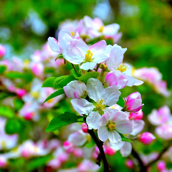 Manzano Bonita Flor Principios Primavera Las Primeras Flores Aparecen Primavera — Foto de Stock