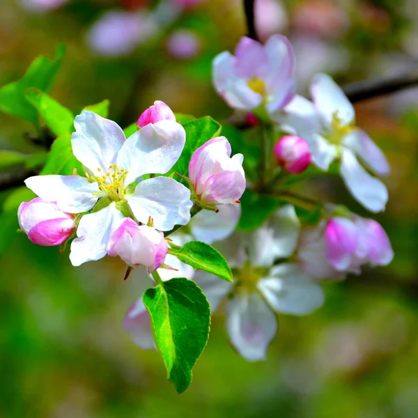 Appelboom Mooie Bloem Het Vroege Voorjaar Eerste Bloemen Verschijnen Het — Stockfoto