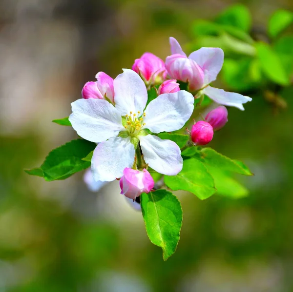 Appelboom Mooie Bloem Het Vroege Voorjaar Eerste Bloemen Verschijnen Het — Stockfoto