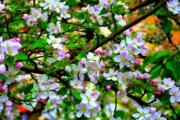 Apple tree. Nice flower in early spring. The first flowers appear in spring season