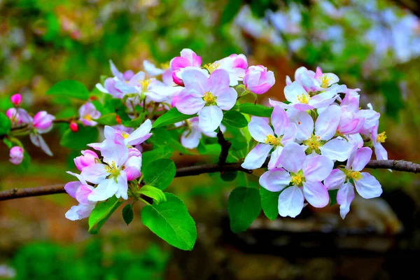 Appelboom Mooie Bloem Het Vroege Voorjaar Eerste Bloemen Verschijnen Het Rechtenvrije Stockafbeeldingen
