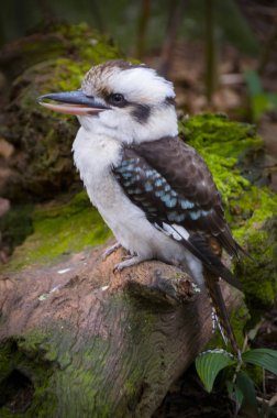 Sessiz ahmak bir kayaya oturan 