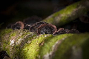 Guatemala ağacının ayrıntı