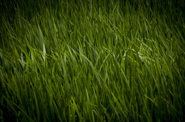 Close Rice Field Bali — Stock Photo, Image