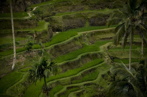 Green rice terraces on a rainy day in Bali, Indonesia