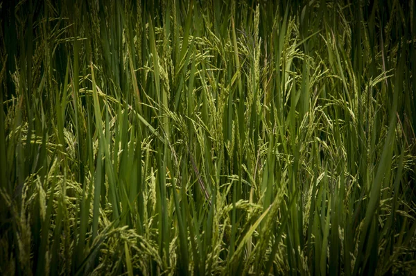 Close Campo Arroz Bali — Fotografia de Stock