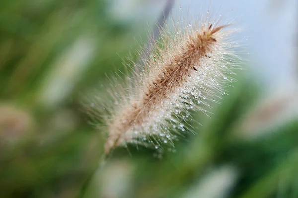 Grass Green Leafy Blurred Background — Stock Photo, Image