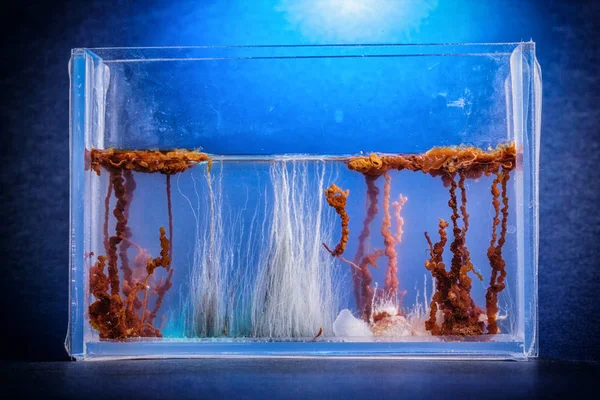 The chemical experiments, in blue water, aquarium.