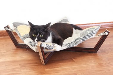 Bir kedi için hamak