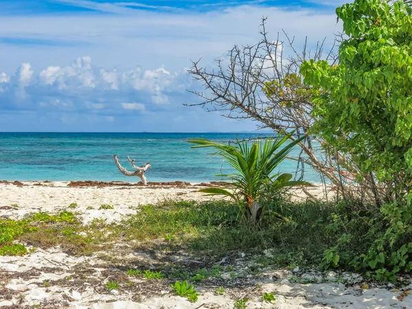 Dzika Roślinność Białej Piaszczystej Plaży Puerto Rico — Zdjęcie stockowe